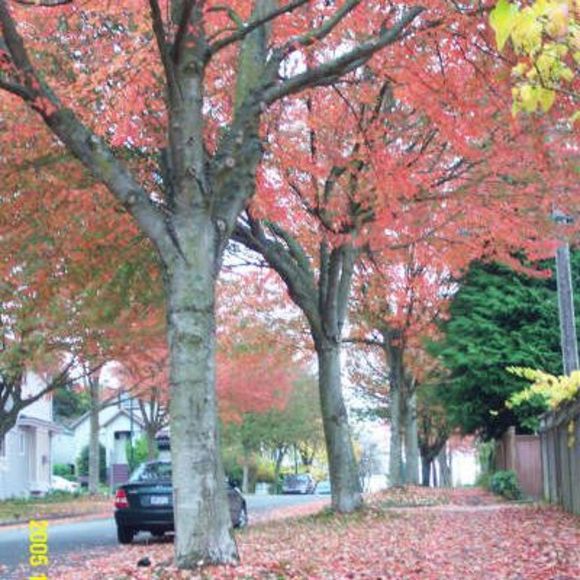 Meet your Posher, Sakura - Picture 1 of 1